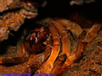 Megaphobema robustum